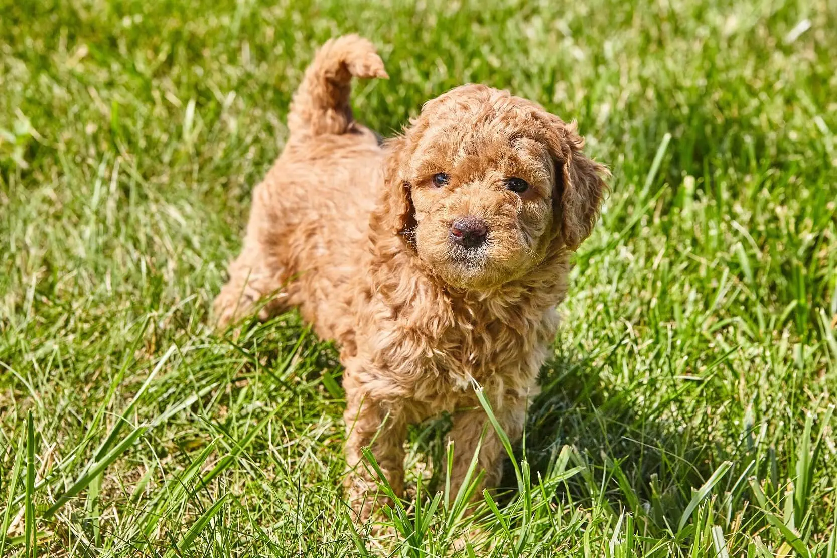 goldendoodle hypoallergenic cost