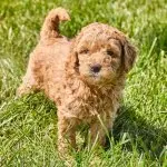 Mini Goldendoodle Puppy
