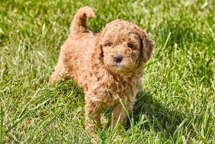 mini poodle golden