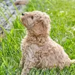 Mini Goldendoodle Puppy