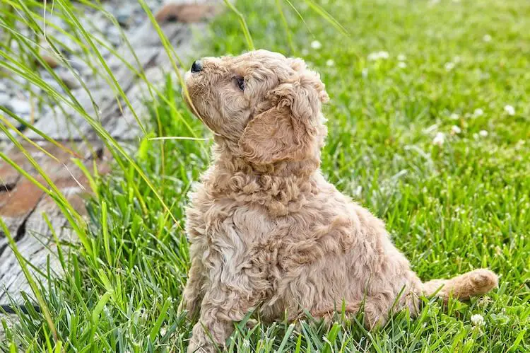 mini goldendoodle with short legs