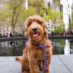 Mini Goldendoodle Sitting