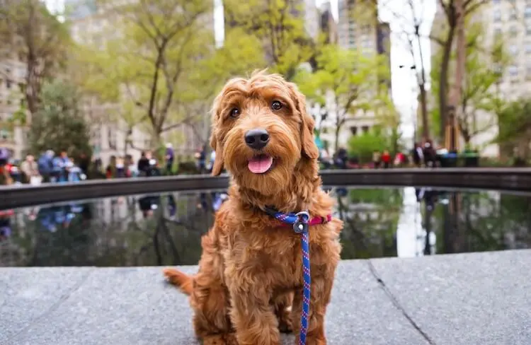 fi mini goldendoodle