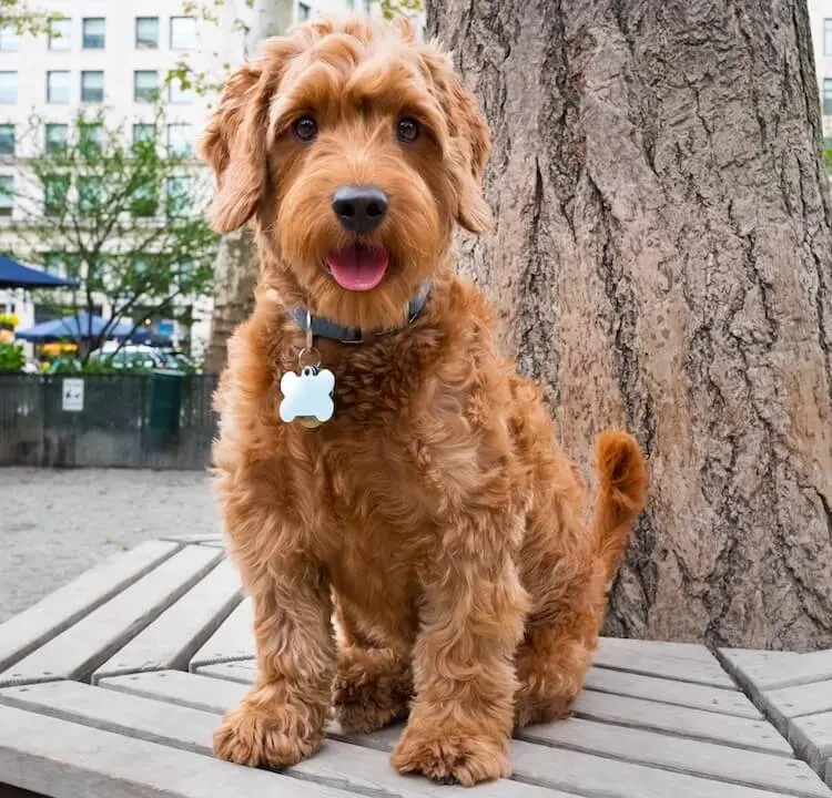 miniature mini goldendoodle