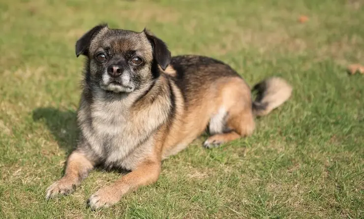 pictures of chug puppies