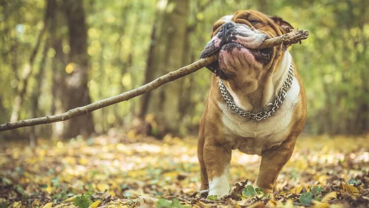 Old English Bulldog Playing