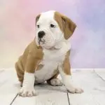 Old Victorian Bulldog