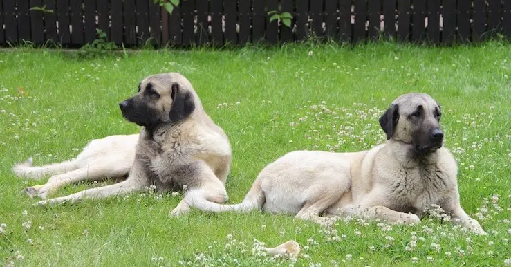 Pair of Kangal Dogs