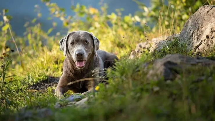 Silver Lab Adult