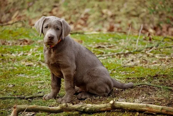 chocolate and silver lab mix