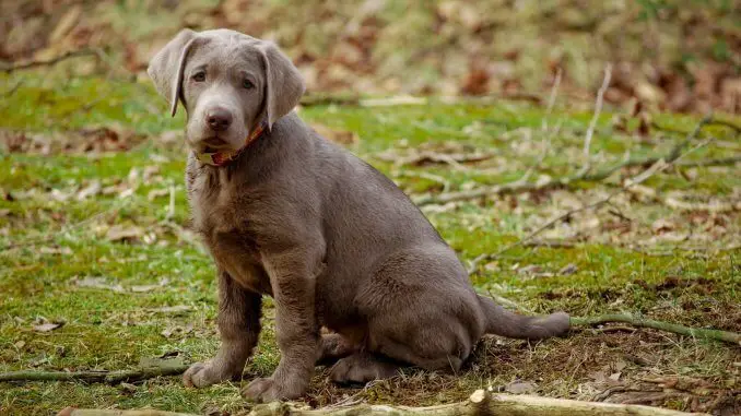 Silver Lab What To Know About This Stunning Retriever