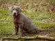 Silver Lab What To Know About This Stunning Retriever