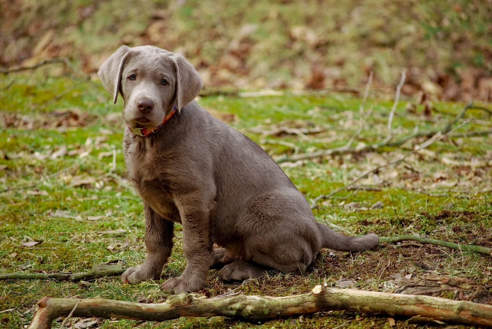 how much should a labrador weigh at 8 weeks