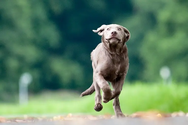Silver Labrador Running