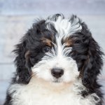Training A Bernedoodle to Sit