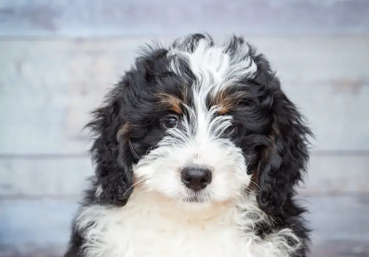 Training A Bernedoodle to Sit