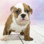 Victorian Bulldog Puppy in a Training Class