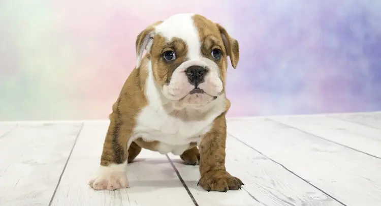 Victorian Bulldog Is This The Best Bulldog Perfect Dog Breeds