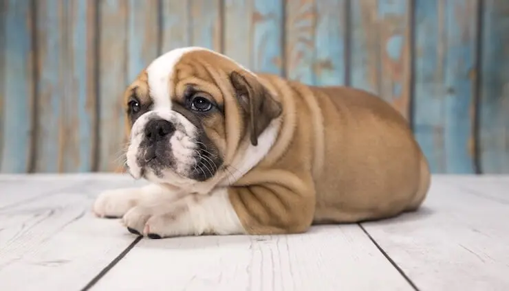 brindle victorian bulldog