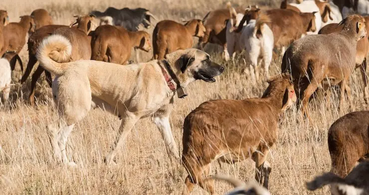 Working Livestock Dog