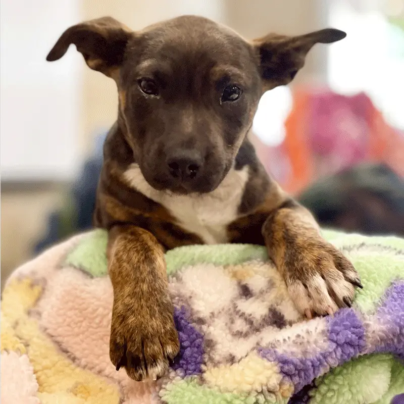 German shepherd pitbull mix temperament