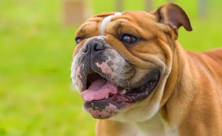 Englische Bulldogge