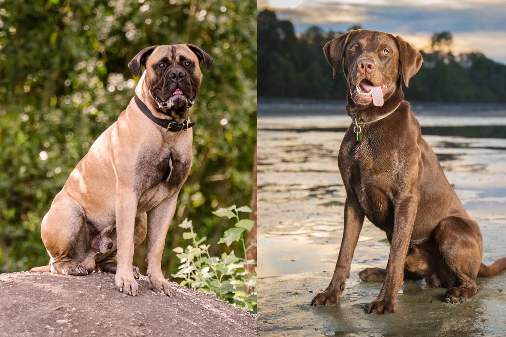 mastiff and black lab mix