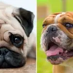 Bouledogue nain. Bulldogs miniatures parents