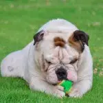 Miniatuur Bulldog Spelend