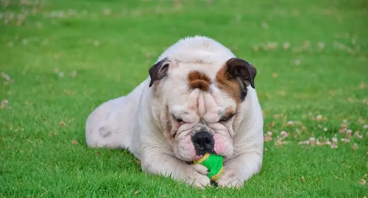 Miniatur-Bulldogge beim Spielen