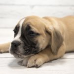 Miniatuur Bulldog Puppy