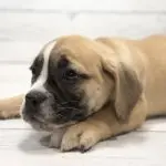 Miniature Bulldog Cucciolo