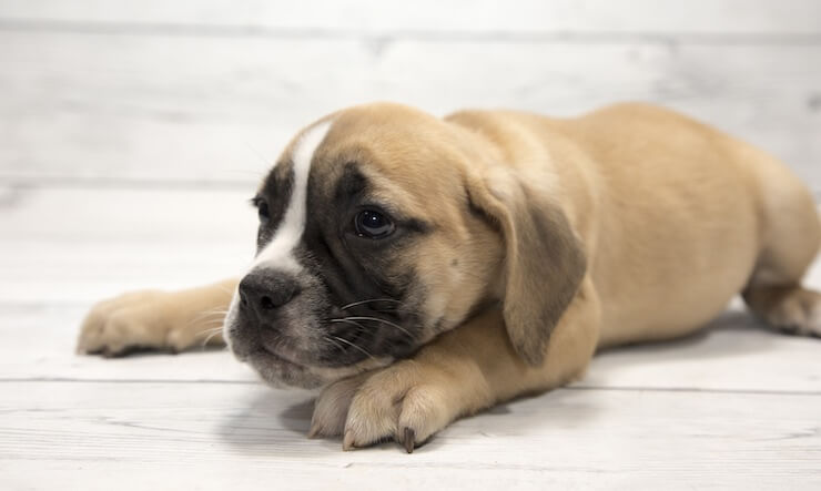 Bulldog in miniatura Cucciolo