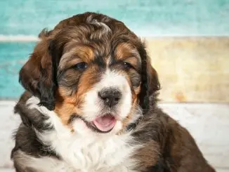 The Definitive Bernedoodle Owners Guide A Loyal, Loving Fluffy Companion Cover