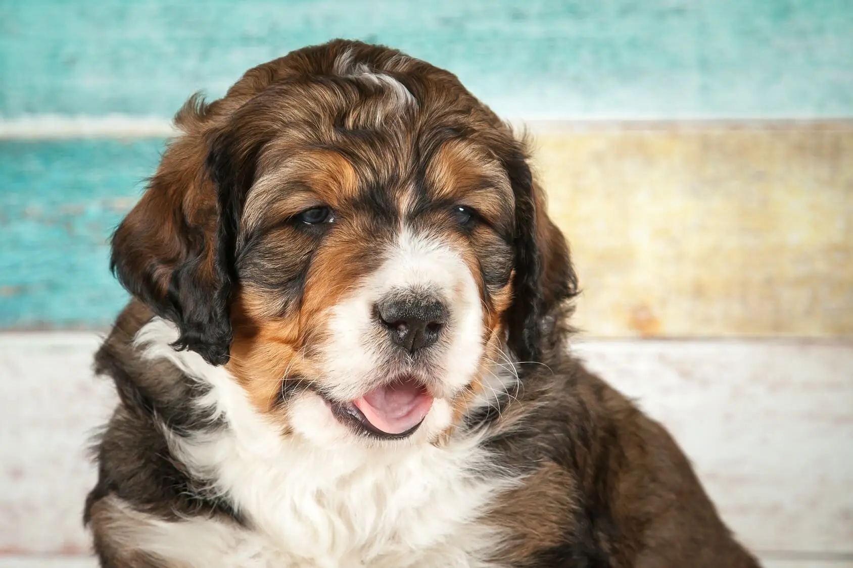 bernese poodle mini