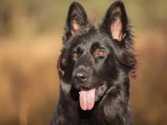 Black German Shepherd The Definitive Owner's Guide Cover