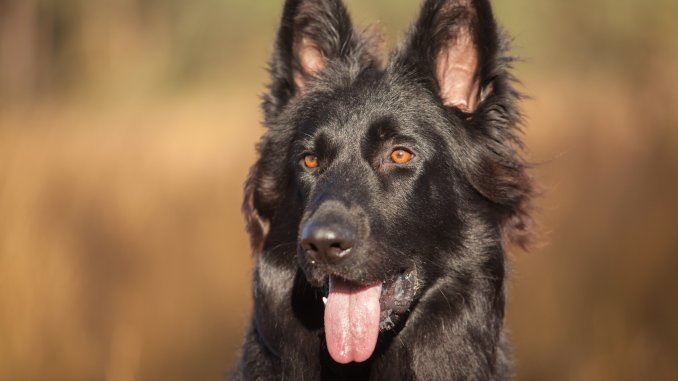 Black German Shepherd The Definitive Owner's Guide Cover