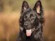 Black German Shepherd The Definitive Owner's Guide Cover