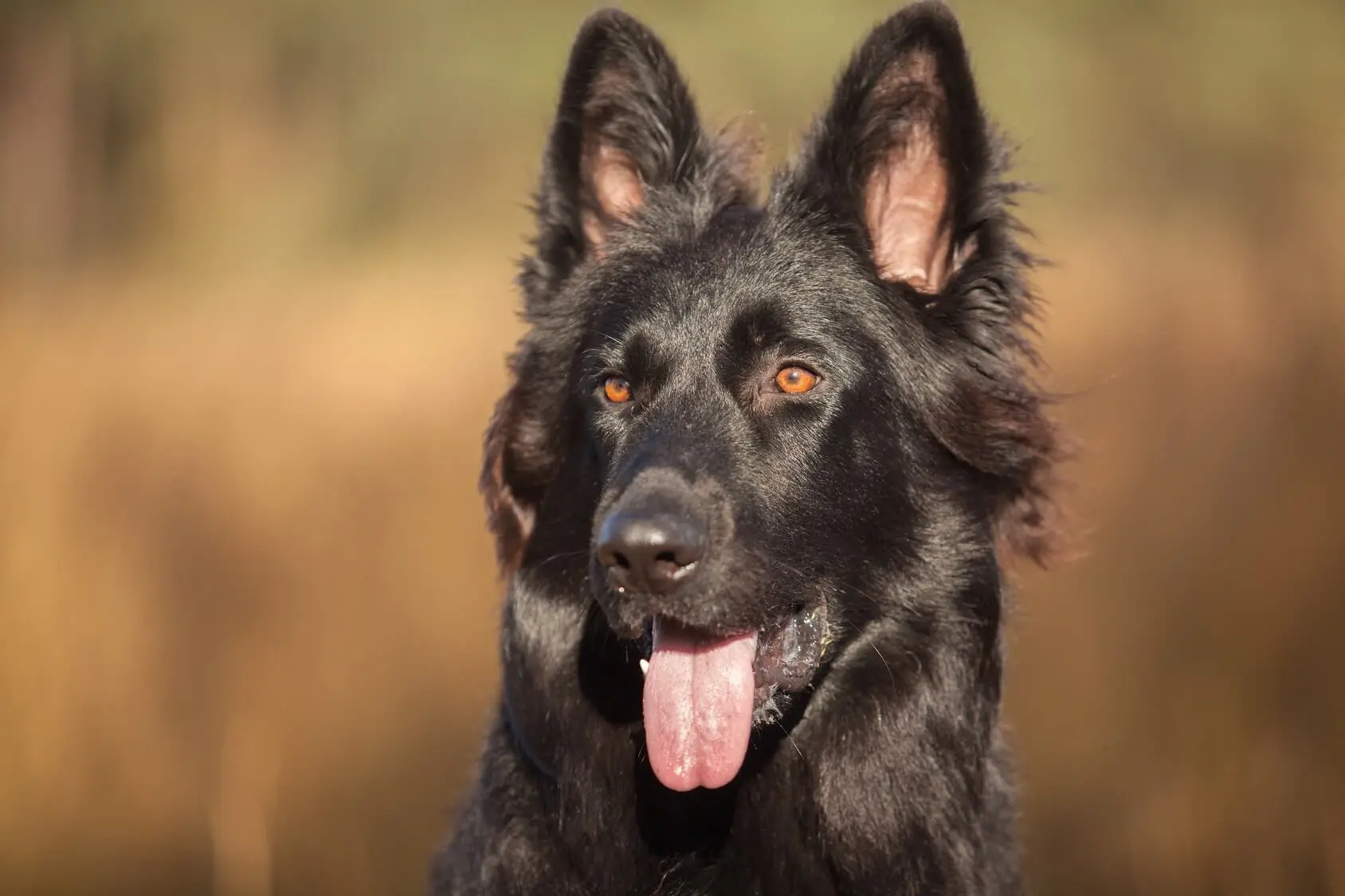 Black German Shepherd: The Definitive Owner's Guide - Perfect Dog Breeds