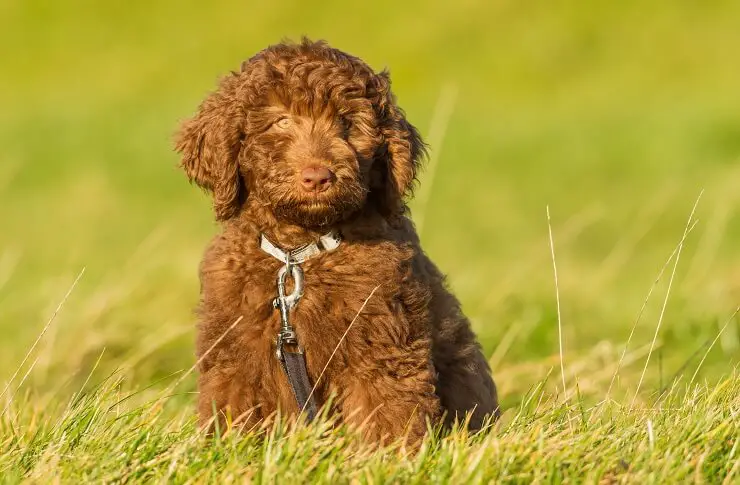 Brown Labradoodle