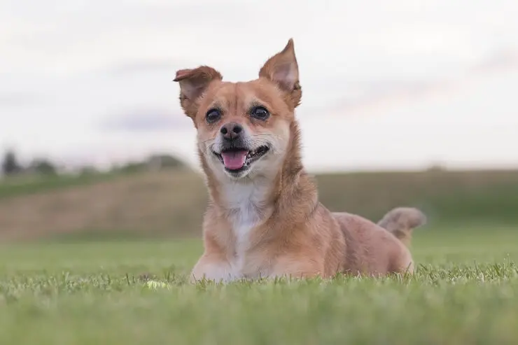 chihuahua dog mixed with terrier