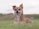 Chihuahua Terrier Mix The Most Popular 5 Mixes Revealed Cover