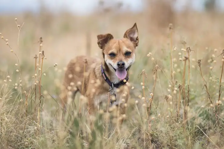 Chihuahua Terrier Mix with Jack Russell