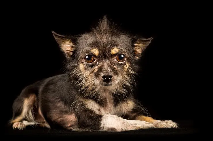 Chihuahua Terrier Mix