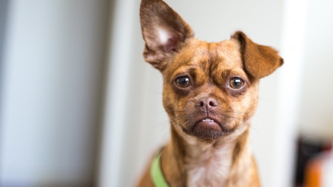 Chug Dog Breed Information Complete Owner's Guide Cover