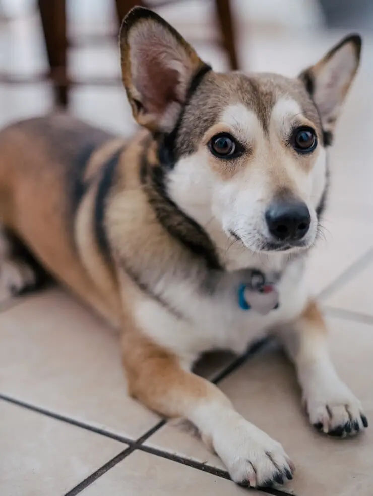 husky mixed with small dog