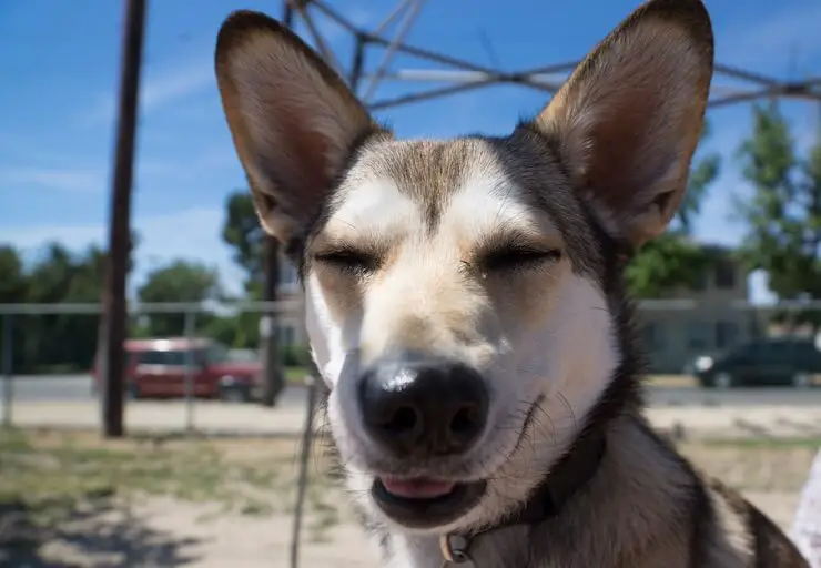 Funny Corgi Husky Mix Puppies For Sale