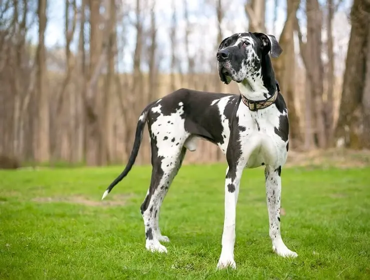 long haired great dane