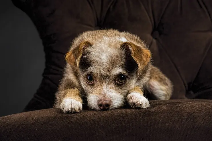 are terrier mix dogs double coated