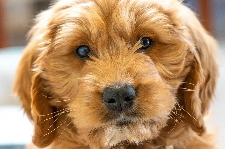 Goldendoodle Close Up